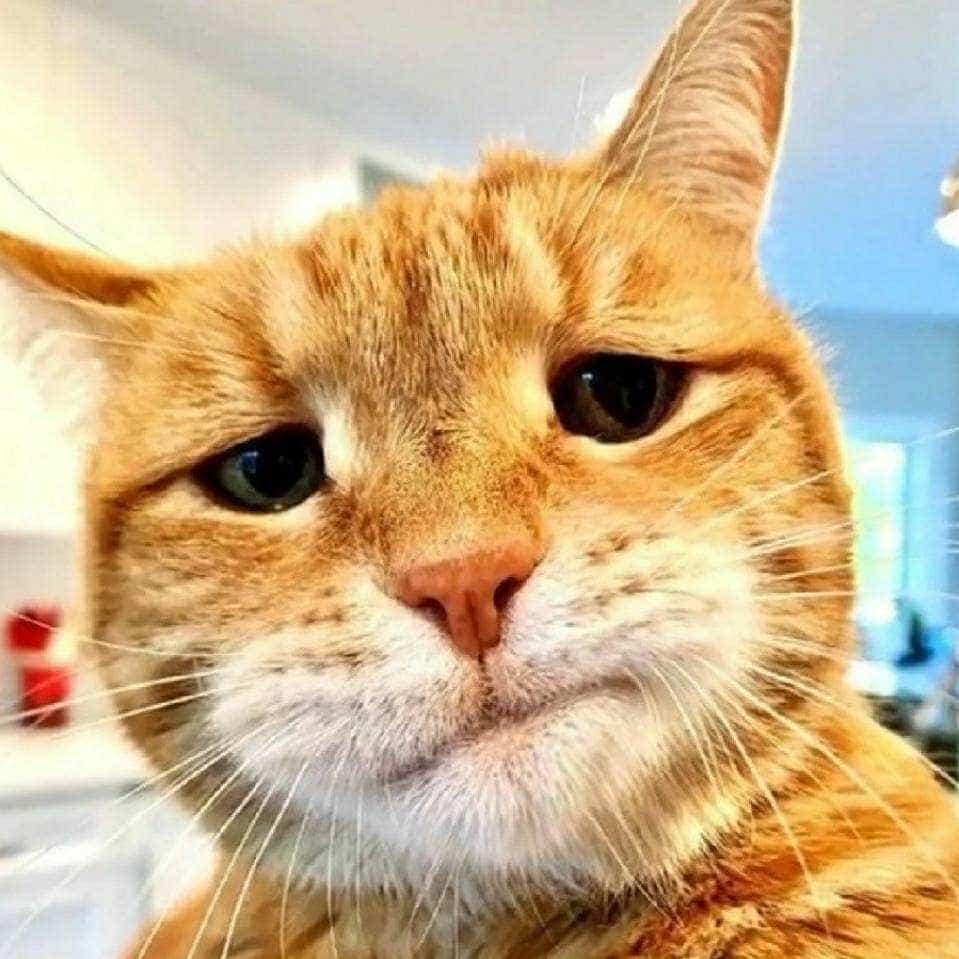 老男孩搞机_宅小猫