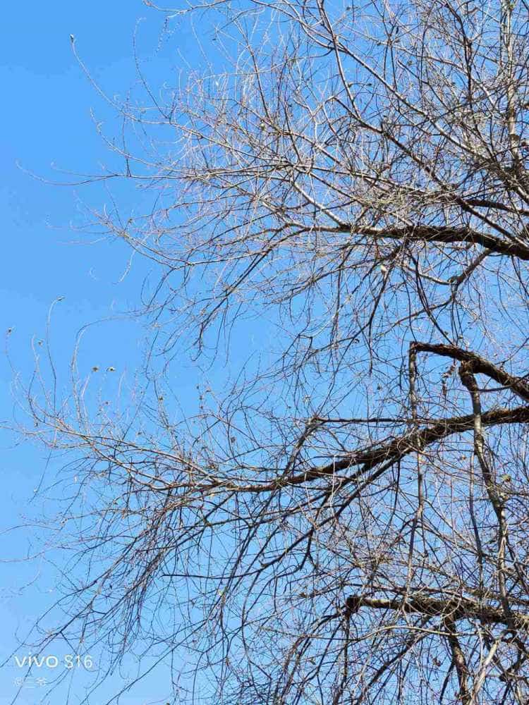 vivo S16烟花评测：双面柔光人像、全能优秀表现