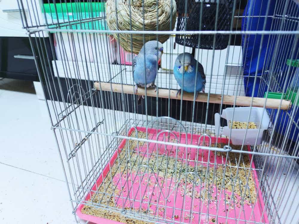 家有调皮萌娃和宠物，轻巧丝滑的万摩尔智能洗地机L11帮我搞定一切，让家里里外外都干净！