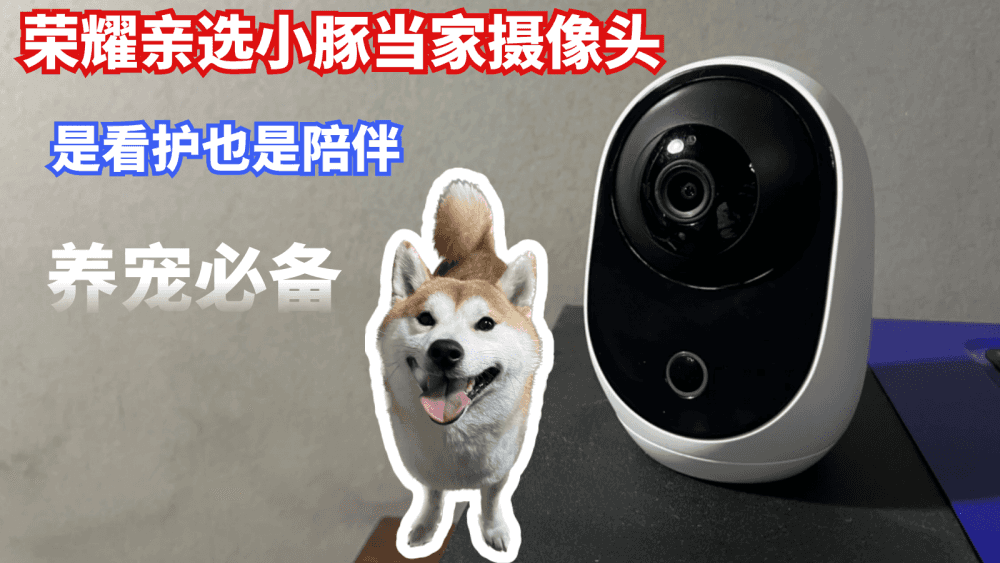 是看护也是陪伴,荣耀亲选小豚当家摄像头,养宠家庭必备