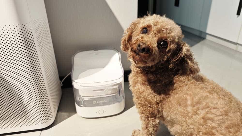 炫一个，我家汪星人都过上了智能生活！