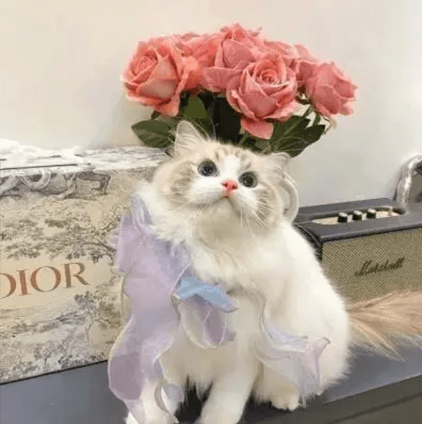 胖猫猫