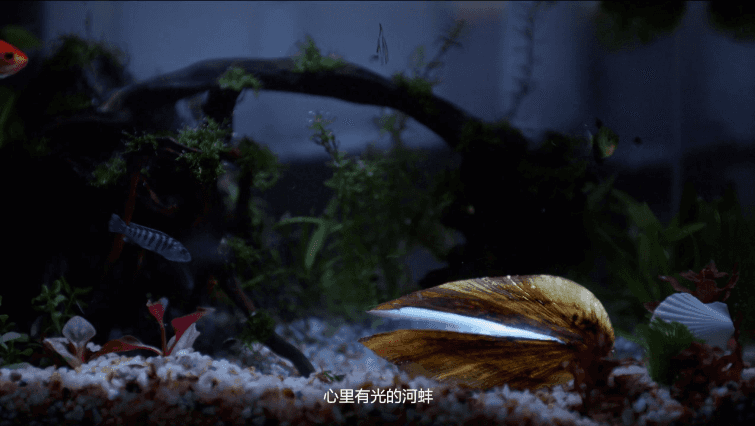 心中有光,勇往直前——揭秘什么是河蚌青年?