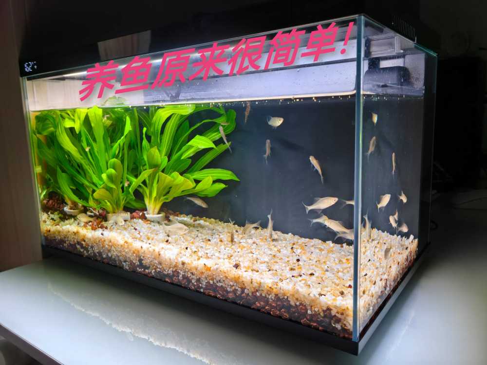 养鱼小白入门级教程!当贝智能鱼缸让养鱼简单起来