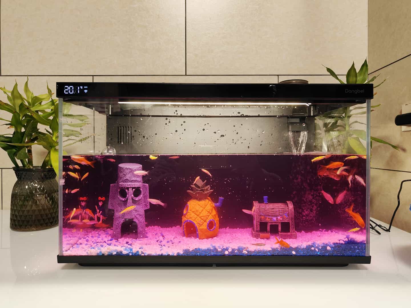 智能鱼缸是智商税？入手当贝智能鱼缸1Ultra一个月，聊聊真实体验